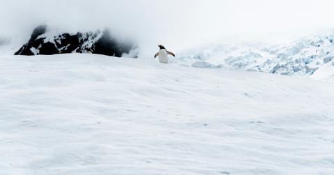 People Want to Know Why the Penguin Goes to the Mountain