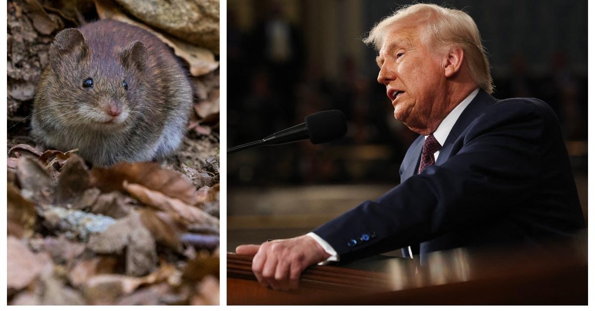 (L-R): A mouse; President Donald Trump address Congress