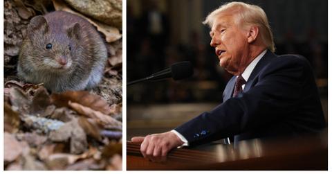 (L-R): A mouse; President Donald Trump address Congress