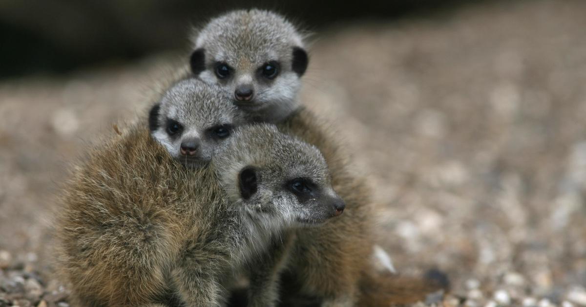 Baby meerkats at the Bristol Zoo.