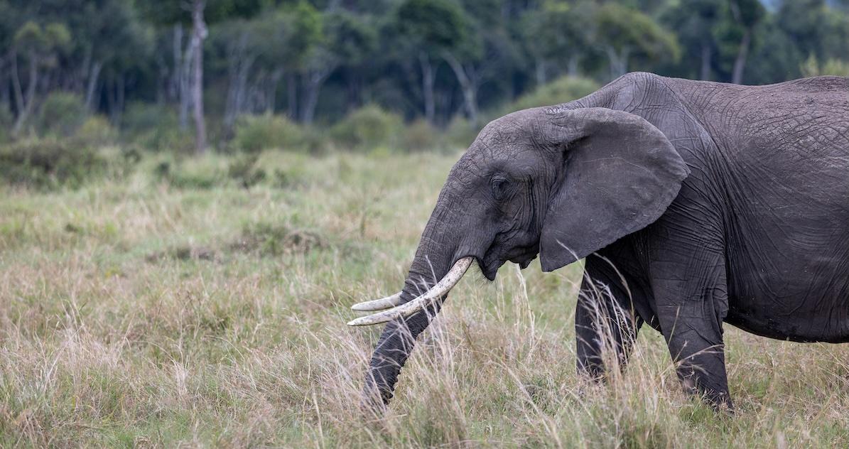 elephant in the wild