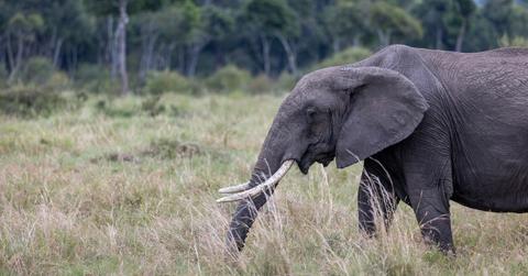 elephant in the wild