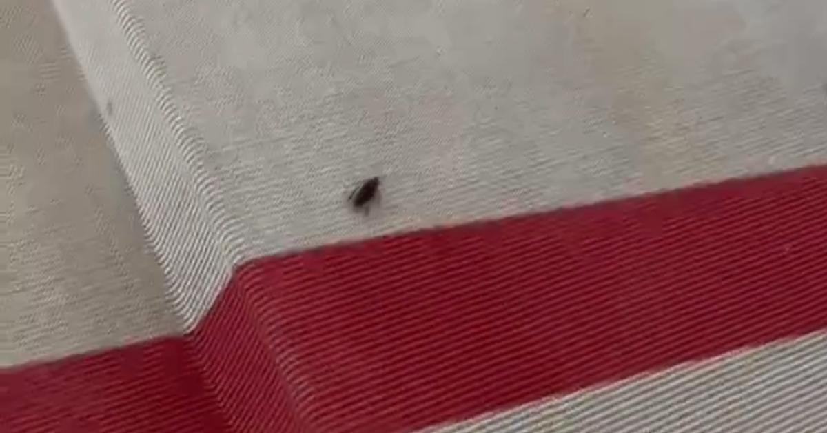 A cockroach made their red carpet debut at the 2023 Met Gala.