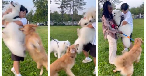 Unleashed dog attacks dog in park