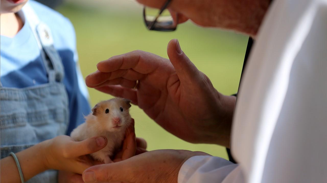 A girl holding a hamster for a blessing by a priest in Ontario, Canada, on Sept. 30, 2023