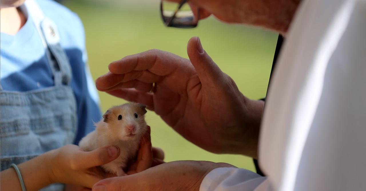 Curated visual reference: Why Do Hamsters Die So Easily Health Issues Explained Photo Inspiration