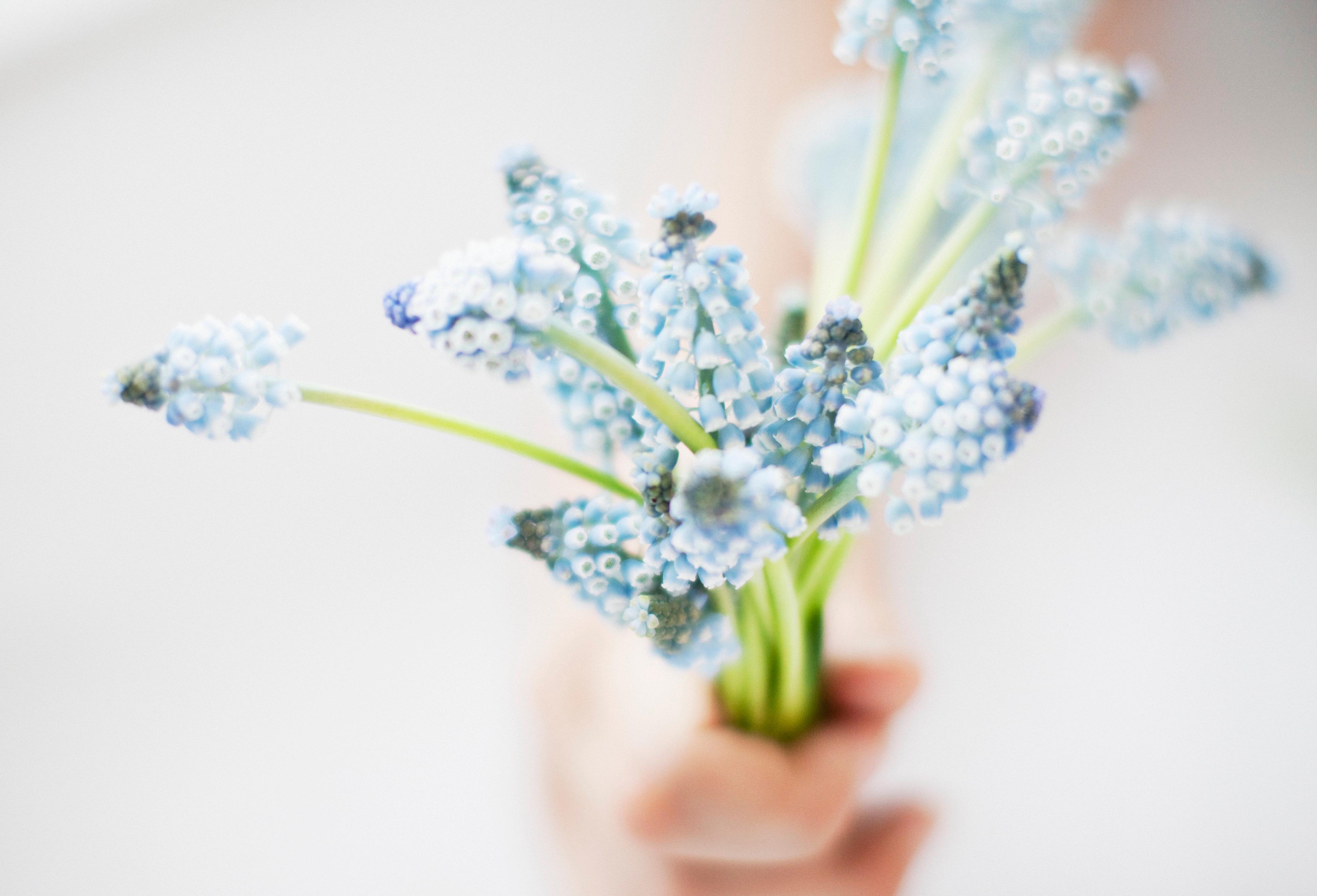 A bouquet of grape hyacinths.