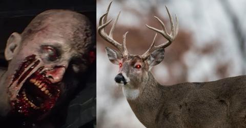 zombie deer outbreak
