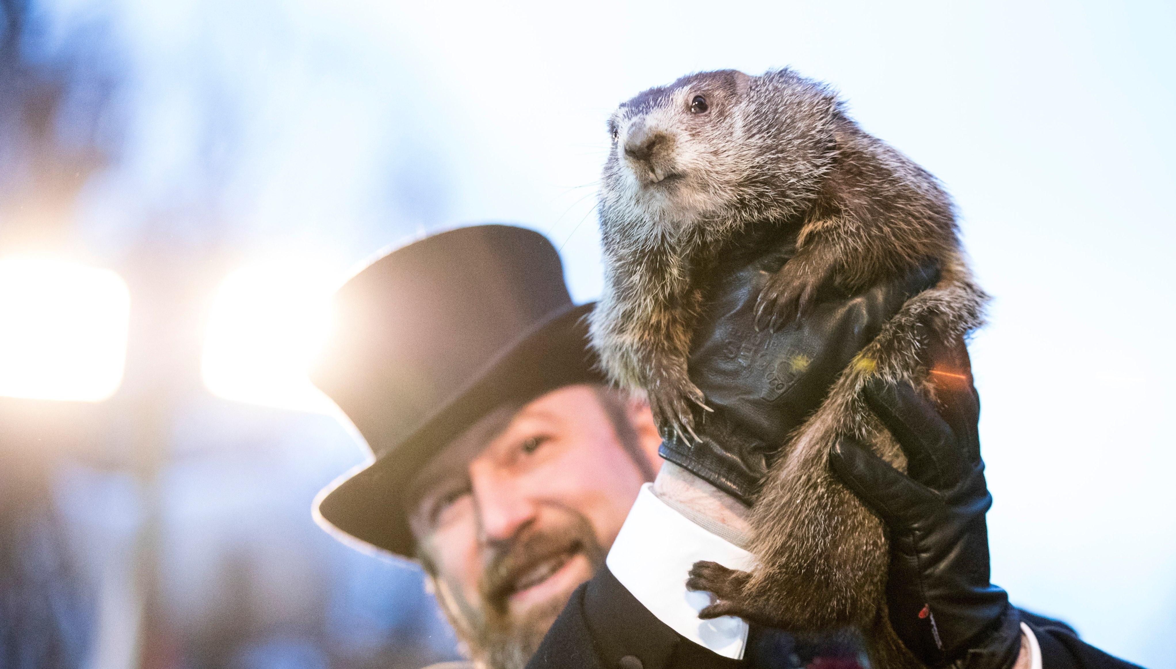 Punxsutawney Phil on Groundhog Day.