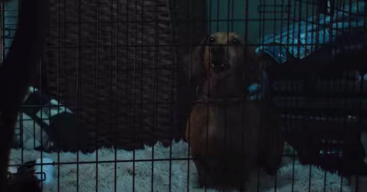 Does the Dog Die in 'Emily the Criminal'?