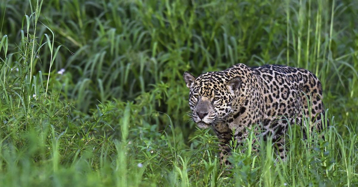 Kids News: Is this  snake cat photo real or fake? Here's how to know