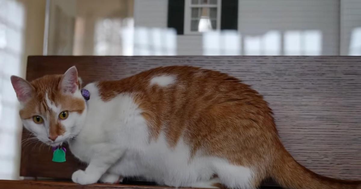 Tim Walz's resciued calico-colored cat Honey, adopted from the Animal Humane Society