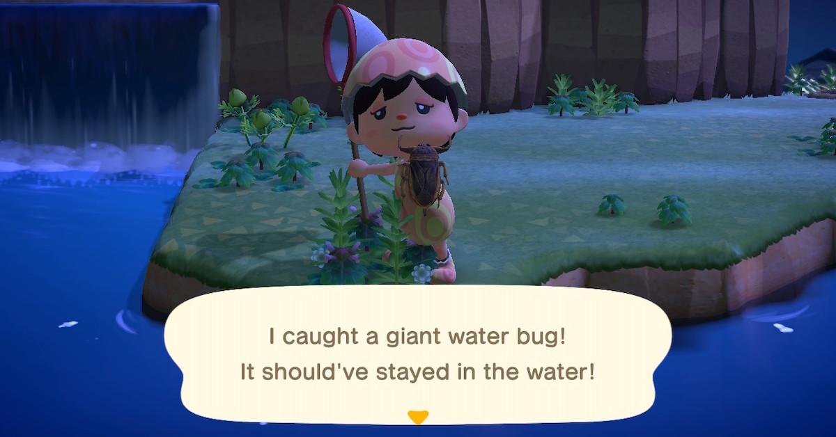 time of day best to catch fish and bugs on animal crossing pc