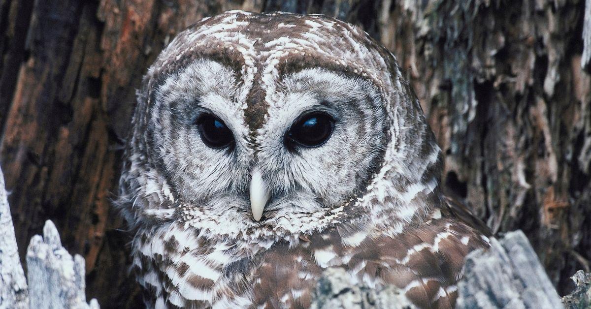 'The Staircase' Owl Theory, Explained — Plus, Why It Was Never