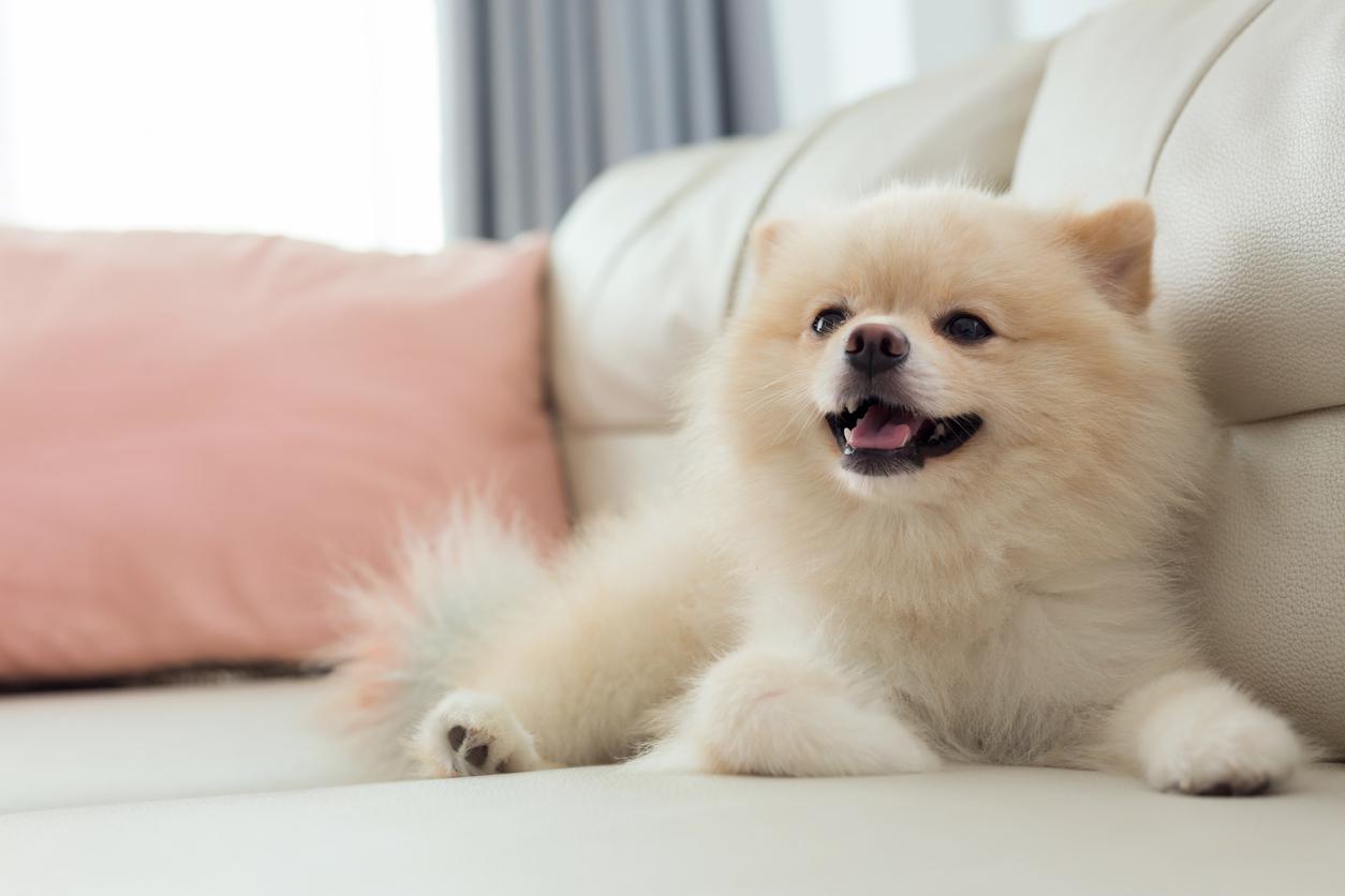 pomeranian