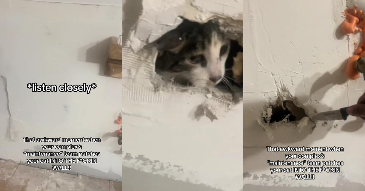 Maintenance Team Seal Woman’s Cat in Wall