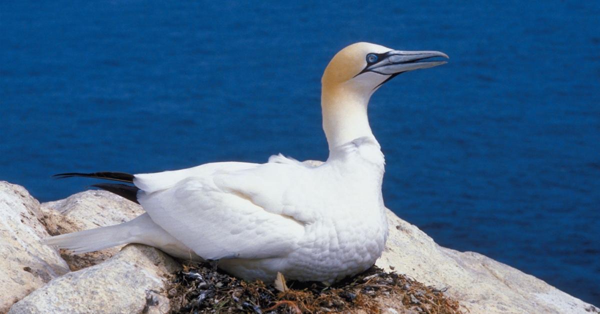 Photo of a Northern Gannet diving bird nesting. 