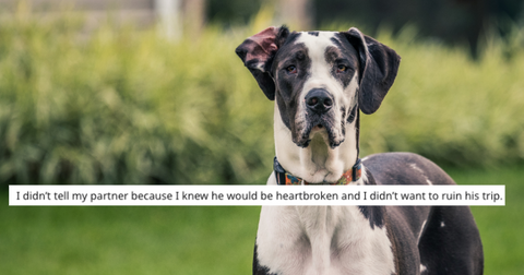 great-dane-featured-1557244795225.jpg