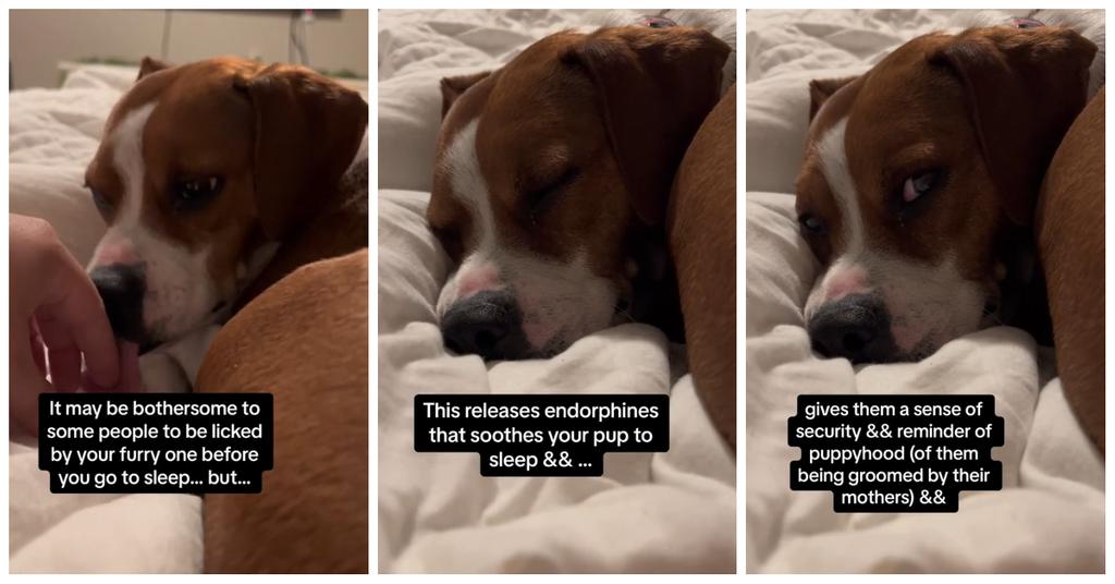 The Tear-Jerking Reason Why Dogs Lick You Before Bed