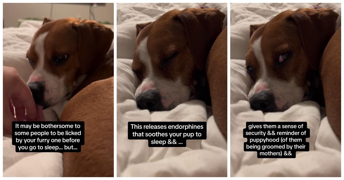 The TearJerking Reason Why Dogs Lick You Before Bed
