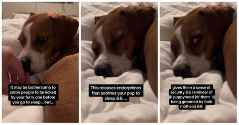 Video reveals why dogs lick you before bed.