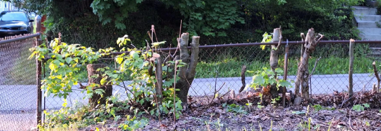 Neighbors Cut Down Trees on Woman’s Property Without Telling Her