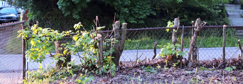 Neighbors Cut Down Trees on Woman’s Property Without Telling Her