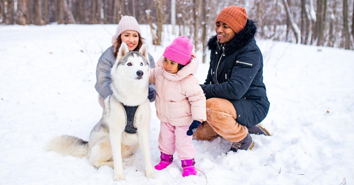 A family plays with their husky in the snow.