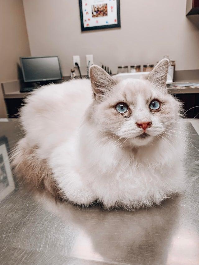 anti-vaxx-pets-5-1559314418933.jpg