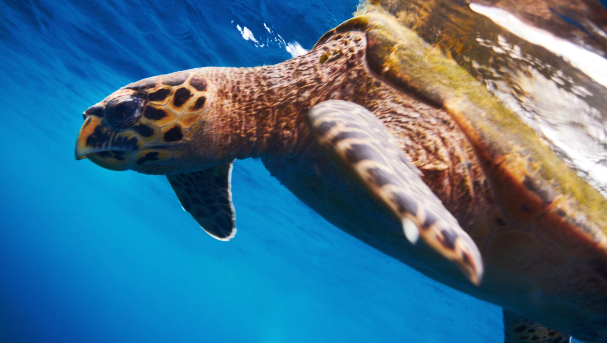 Turtle Slapper Why Do Turtles Slap Each Other in the Face?