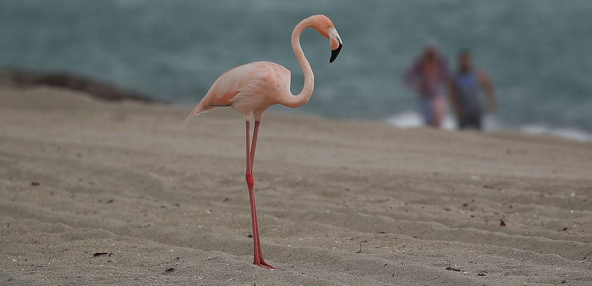 Flamingo