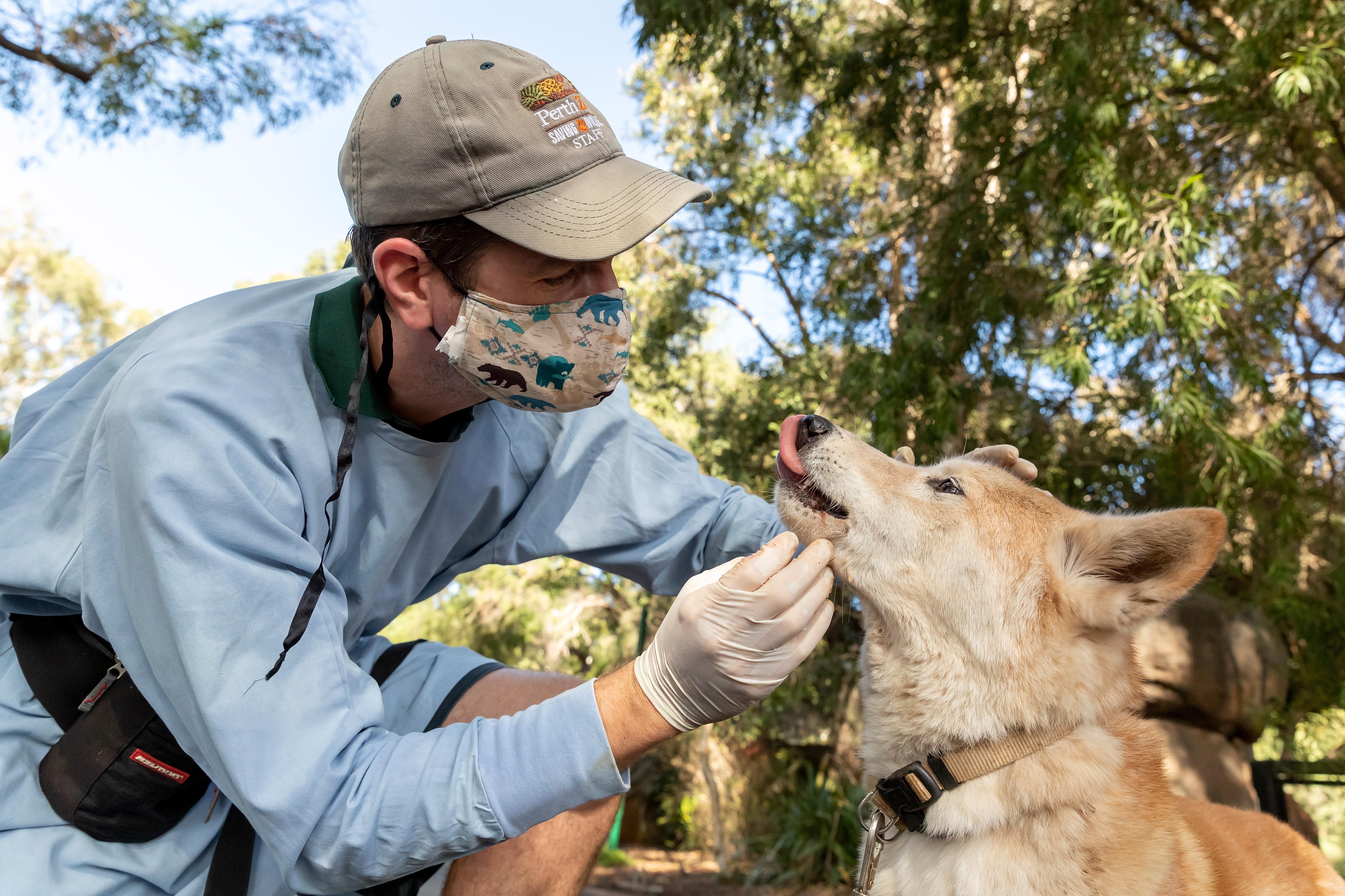 Perth Zoo Keeper Bradie Durell inspects the teeth of a Dingo