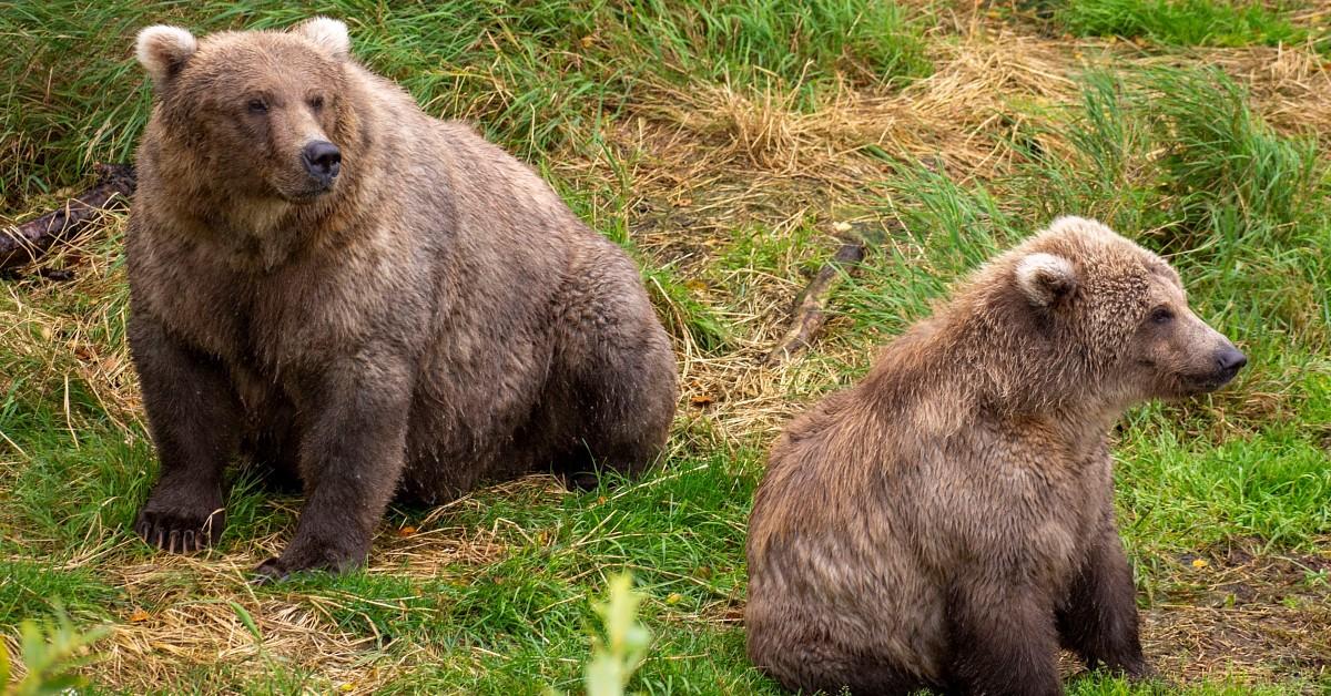 Katmai National Park Brown Bears 