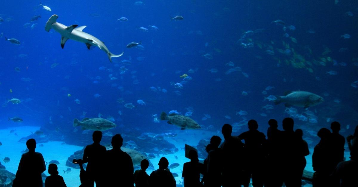 Hammerhead sharks at the Georgia Aquarium