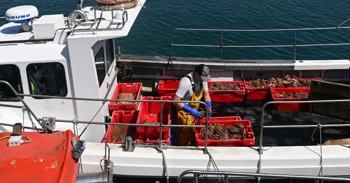  A local fisherman prepares cages with the catch of the day, including numerous brown crabs and spider crab