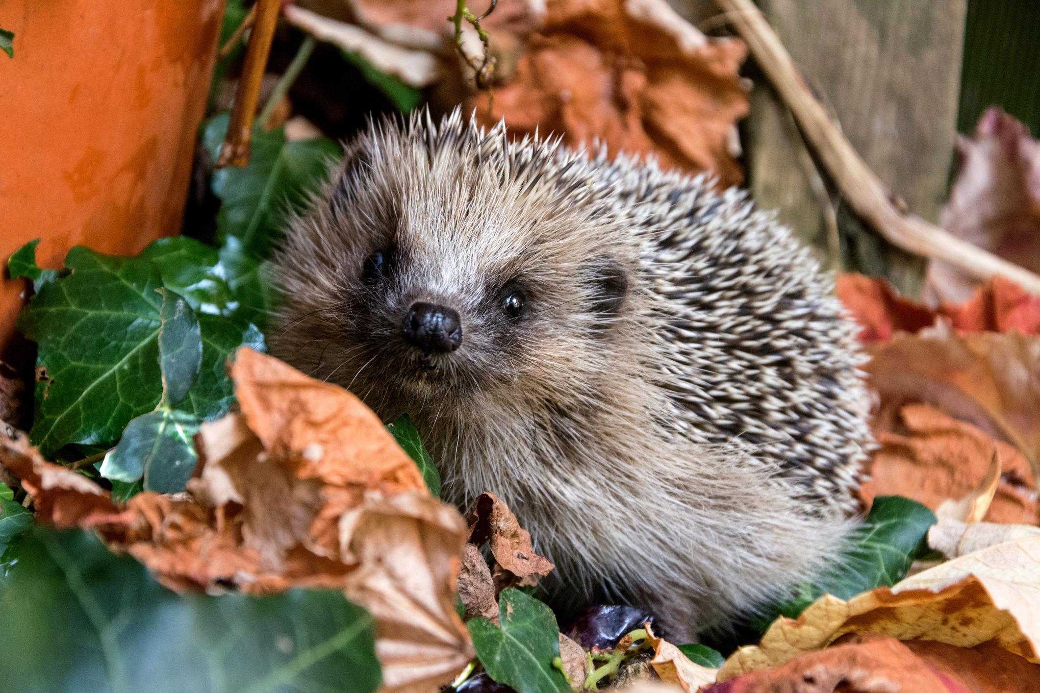 hedgehog