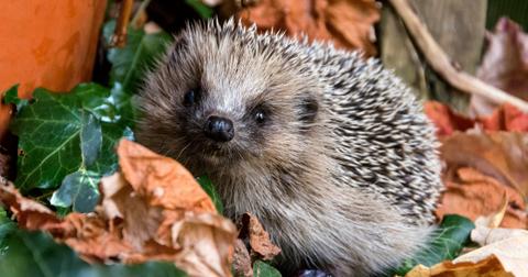 6-hedgehog-1557762956791.jpg