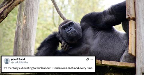 Gorilla laying down and a comment on the 100 men vs. 1 gorilla meme.