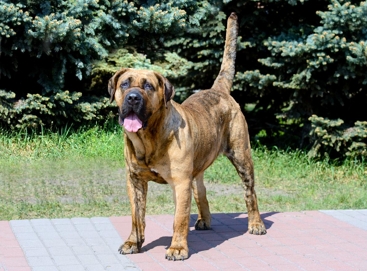 canary mastiff