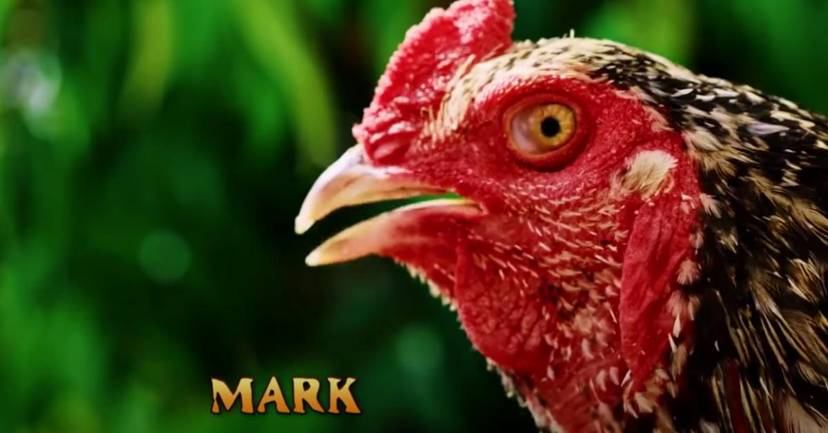 Mark the chicken in 'Survivor'