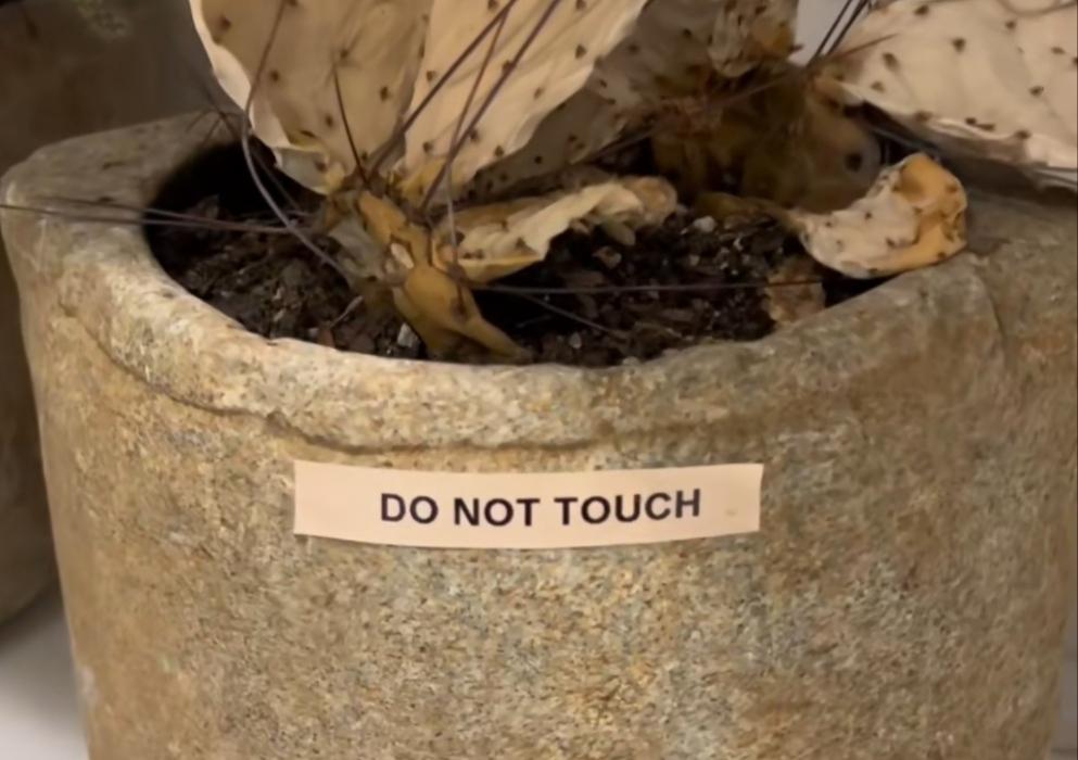 A cactus from the Airbnb on TikTok