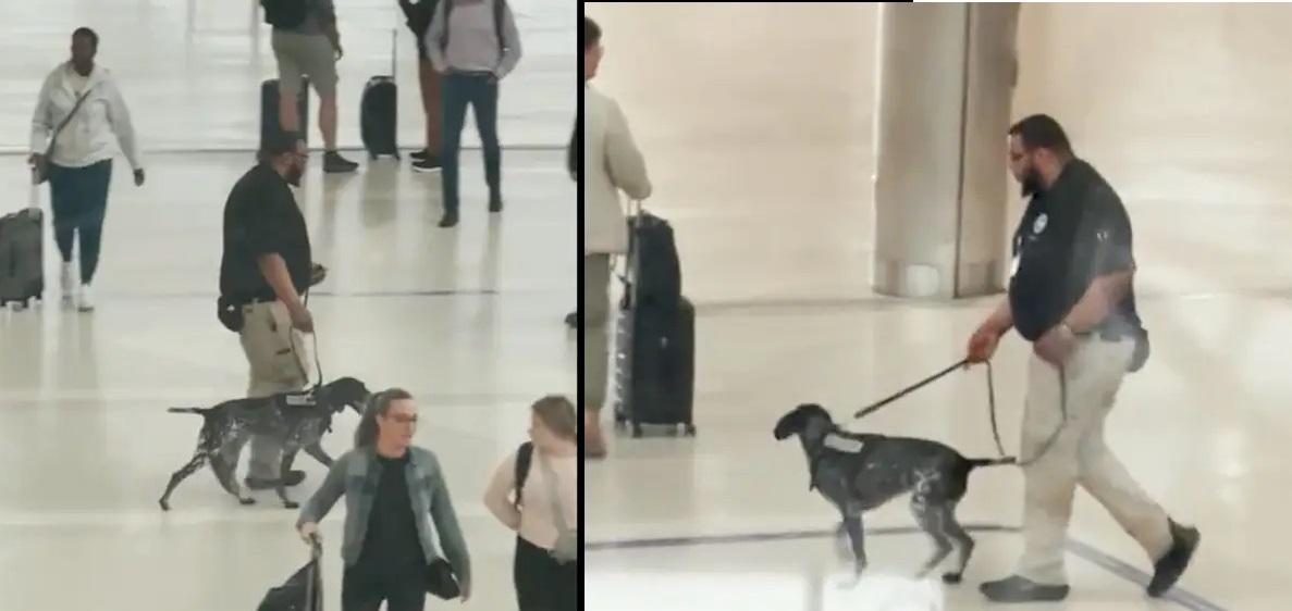 TSA calls video of worker aggressively handling dog 'unacceptable'