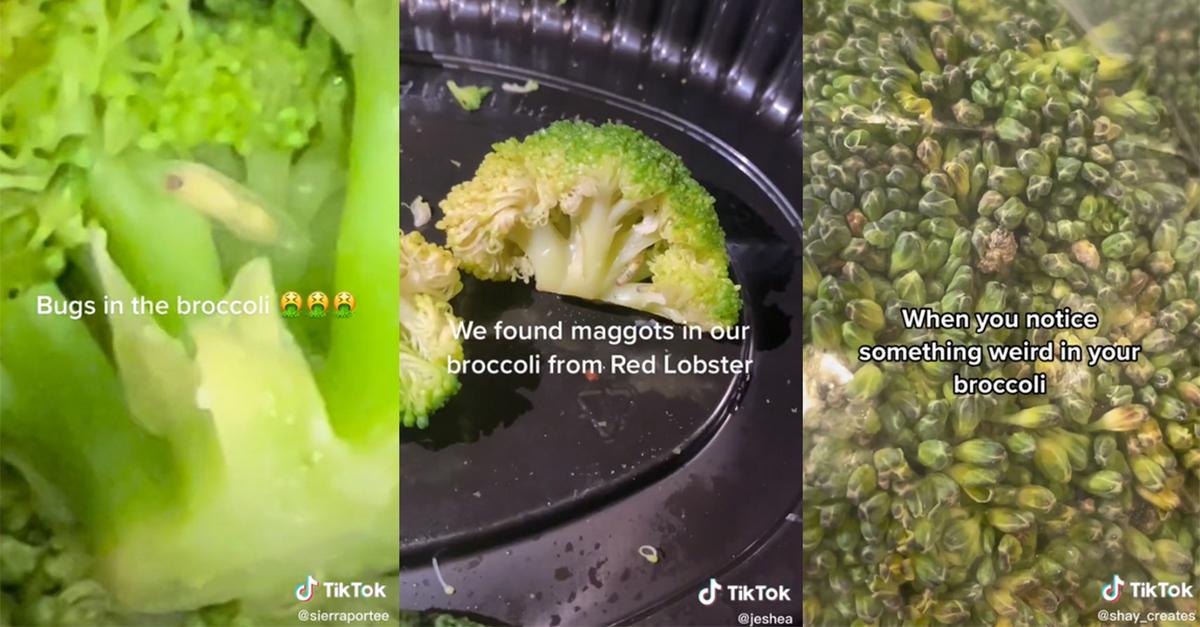 Bugs in broccoli on TikTok