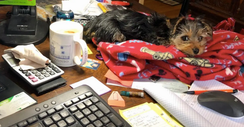 featured wfh pets