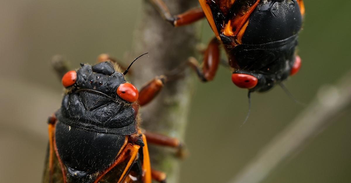 cicadas