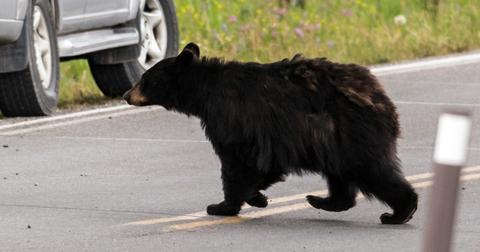 18-bear-1557763261092.jpg