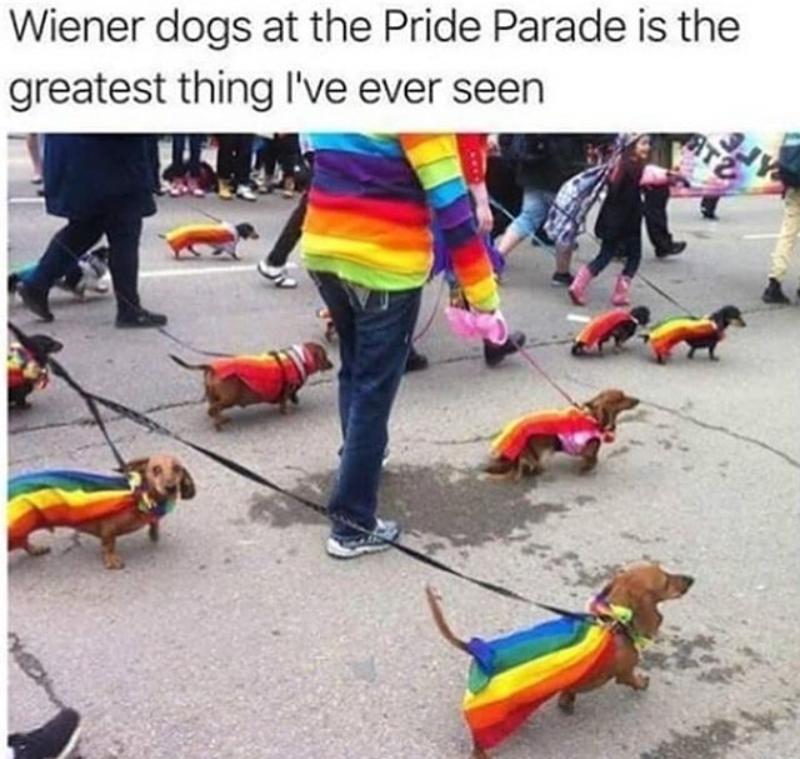 Dachshunds wearing Pride flags