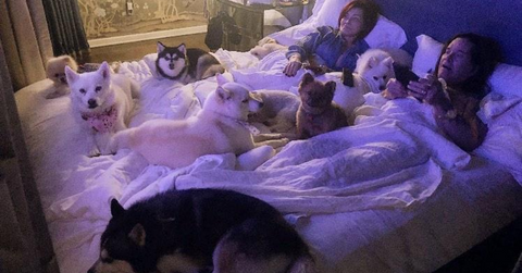 Meet Sharon Osbourne’s Dogs