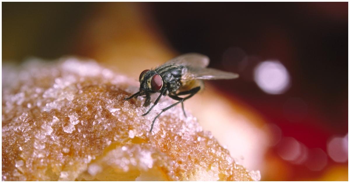 A fly sitting on food