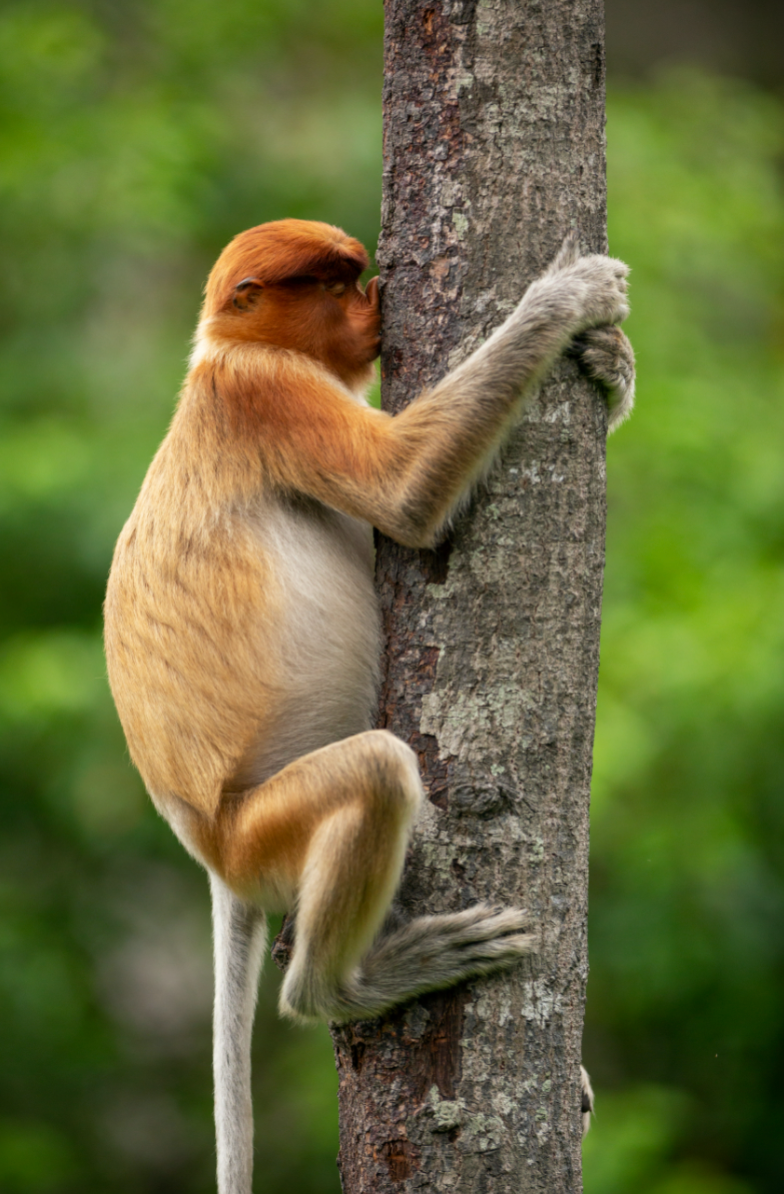 Treehugging Monkey